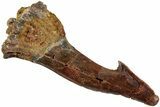 Fossil Sawfish (Onchopristis) Rostral Barb - Morocco #236115-1